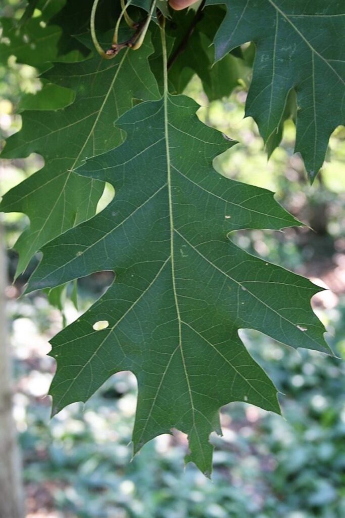 Northern red oak leaves picture