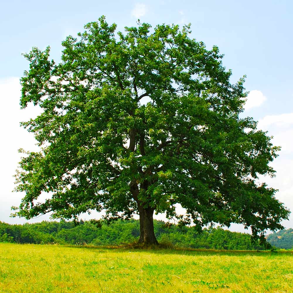 Northern red oak tree picture