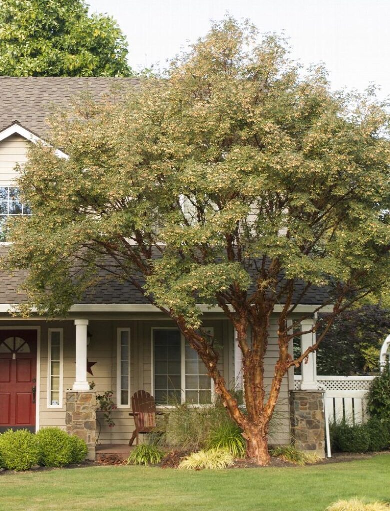 Paperbark maple tree picture