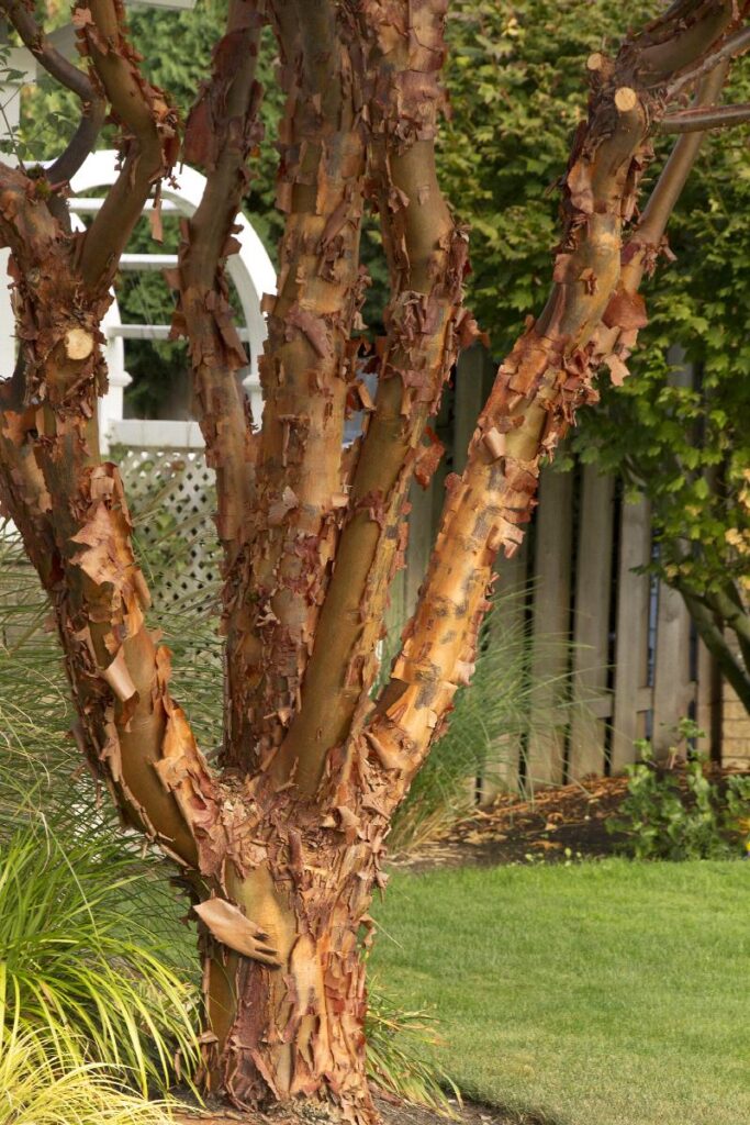 Paperbark maple trunk picture