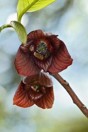 Pawpaw flower picture