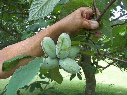 Pawpaw fruit picture