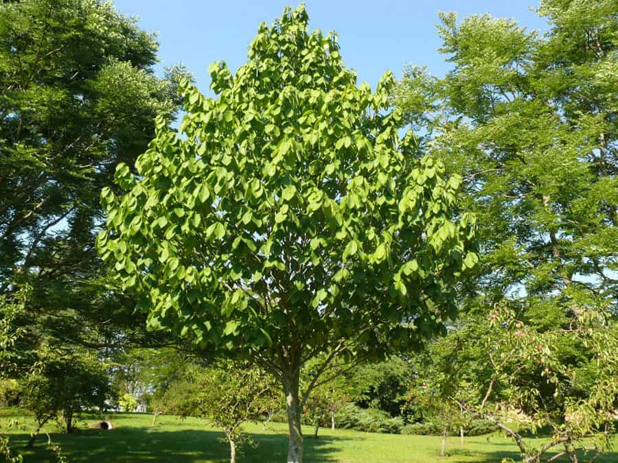 Pawpaw tree picture