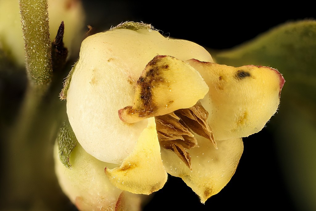 Persimmon flower picture