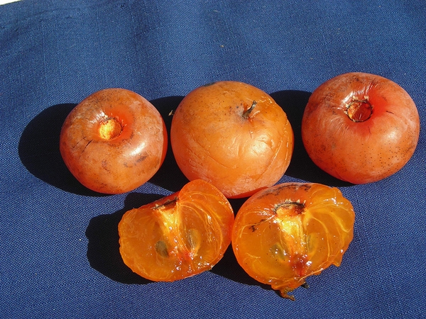 Persimmon fruit picture