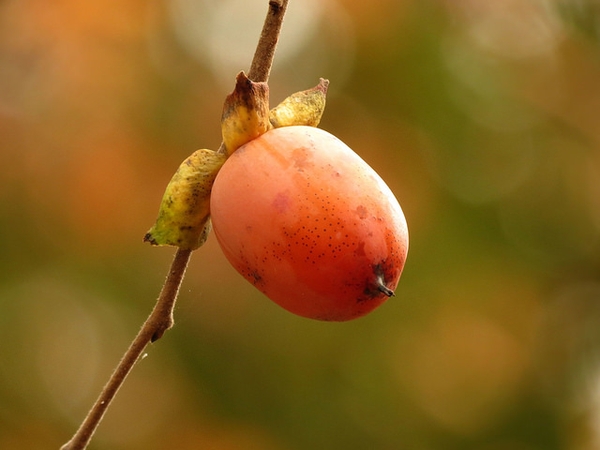 Persimmon fruit picture