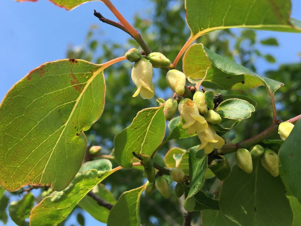 Persimmon leaves picture