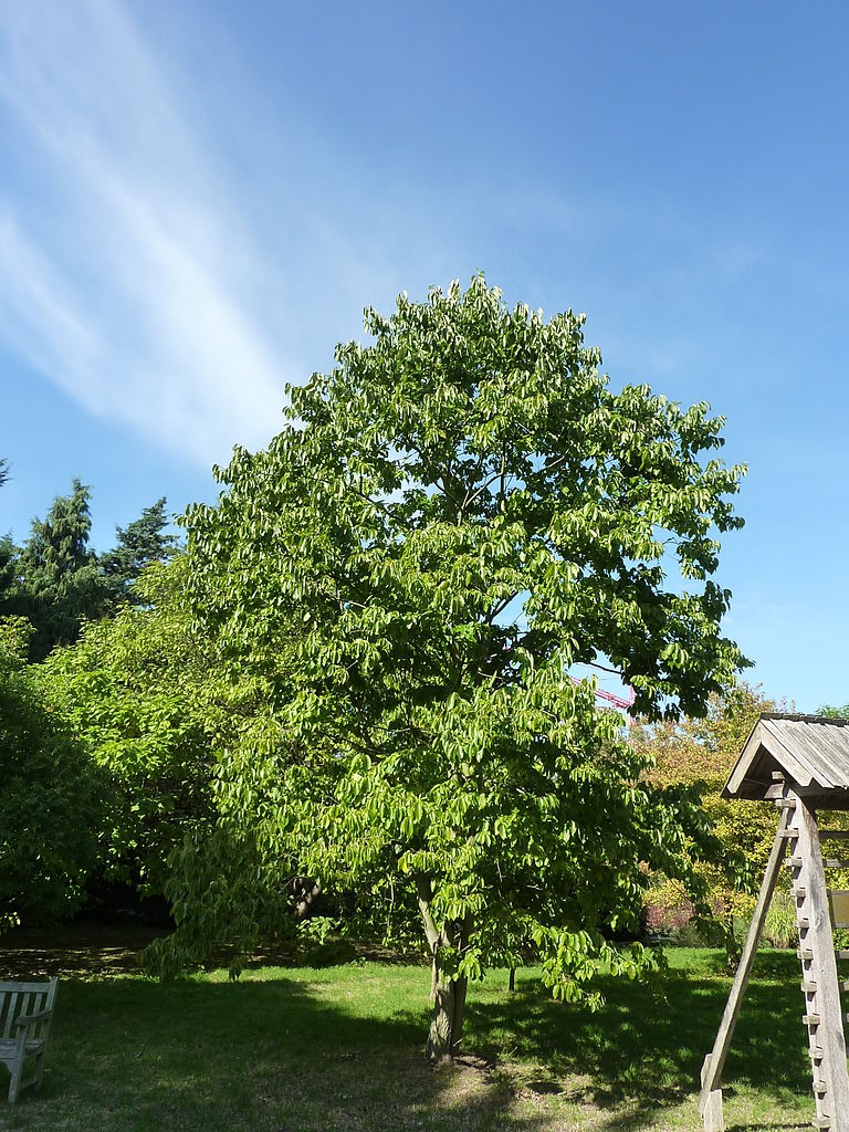 Persimmon tree picture