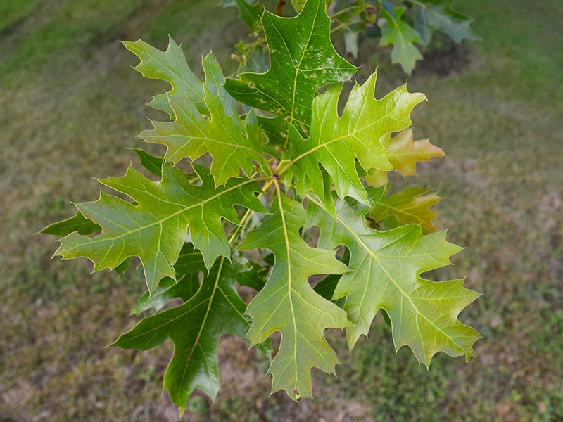 Pin oak leaves picture