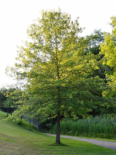 Pin oak tree picture