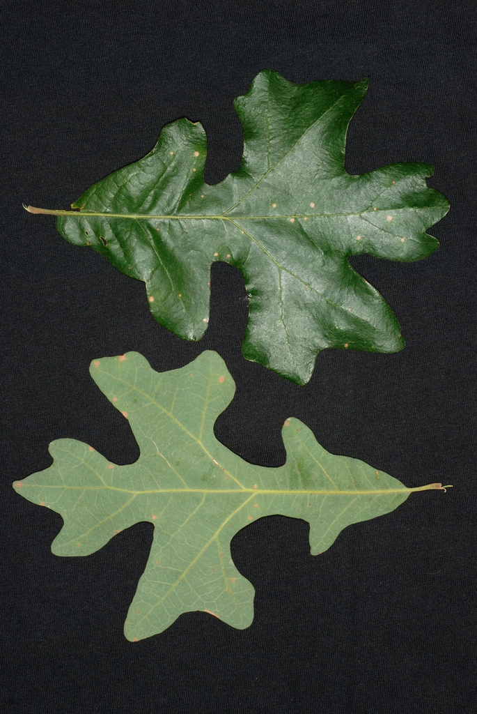 Post oak leaf picture