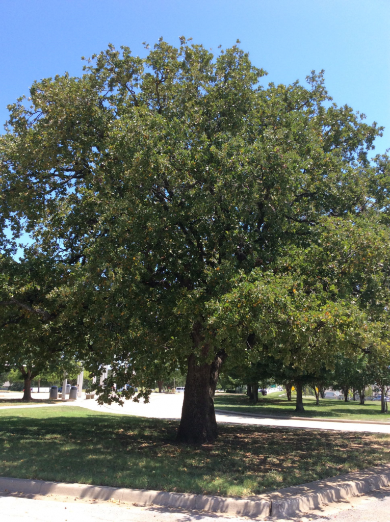 Post oak tree picture