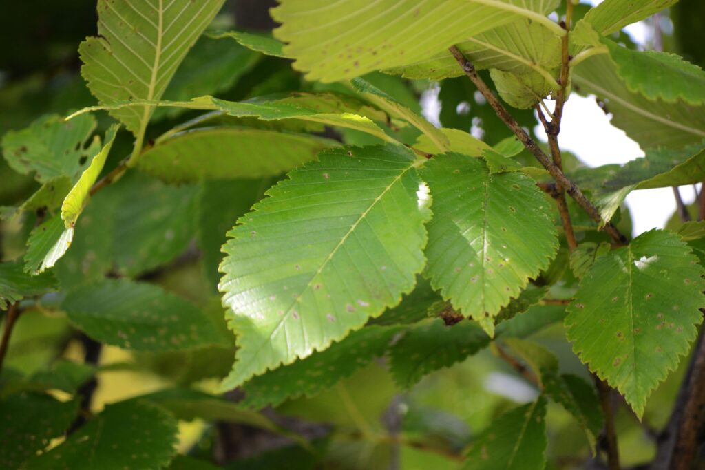 Princeton elm leaves picture