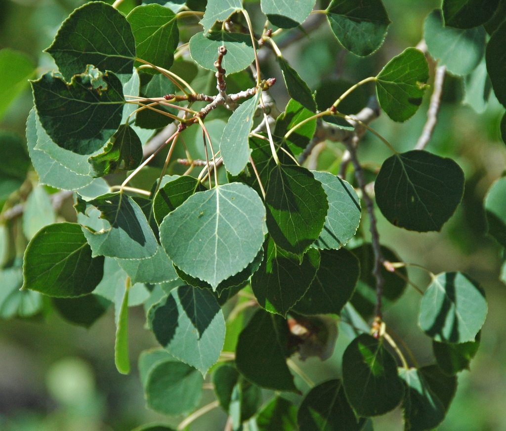 Quaking aspen leaves picture