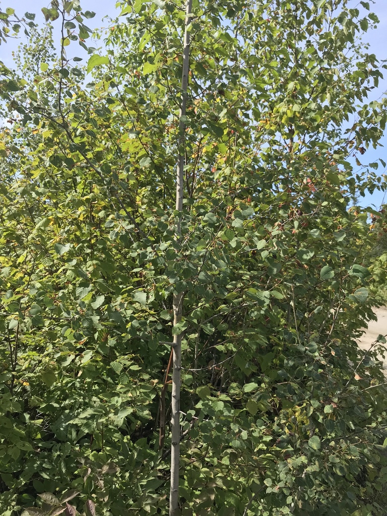 Quaking aspen tree picture