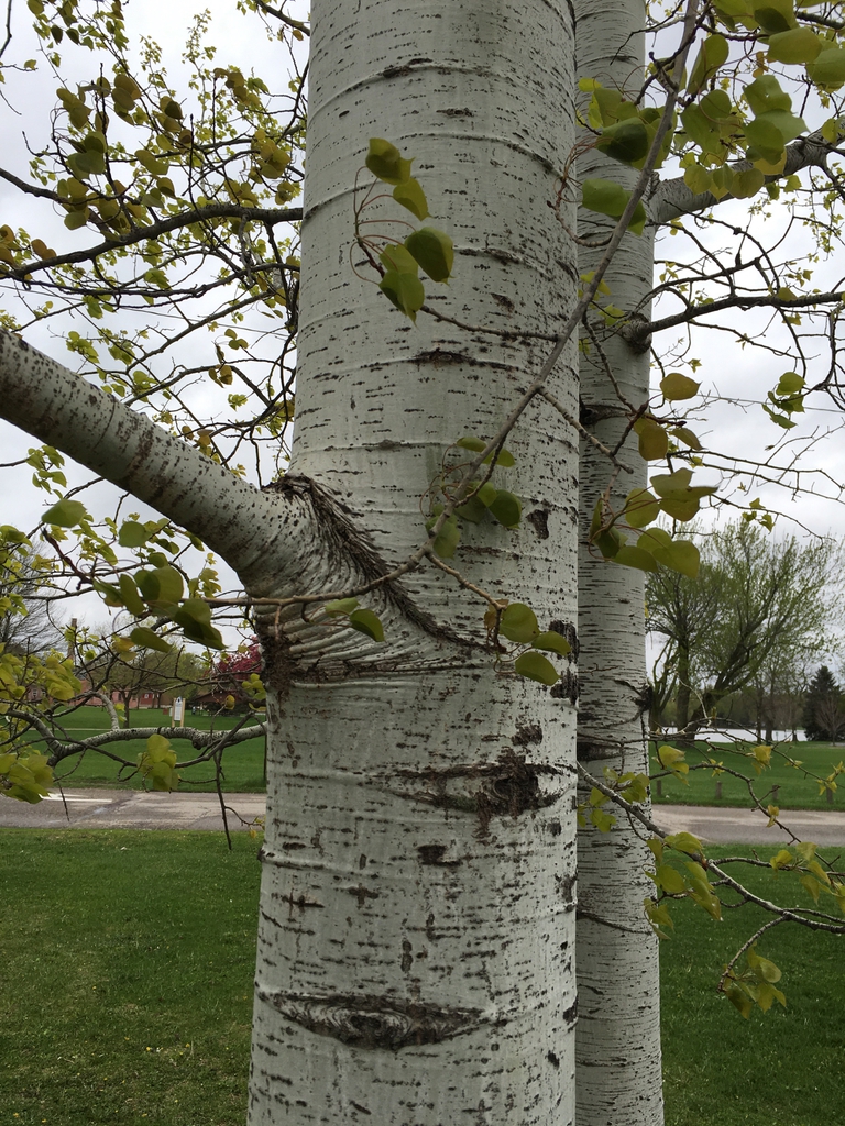 Quaking aspen trunk picture