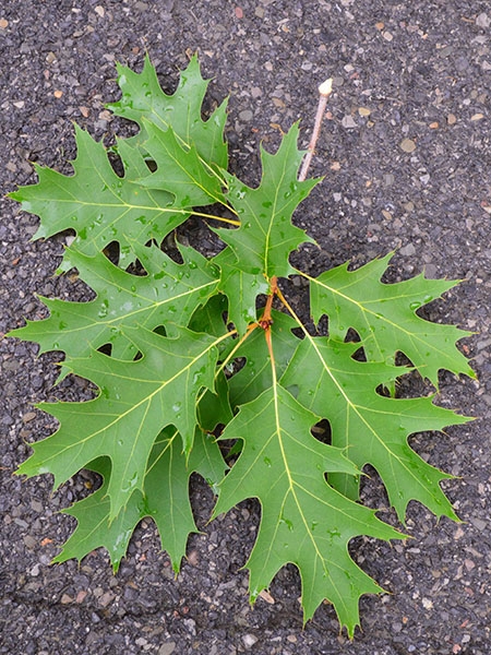 Red oak leaves picture
