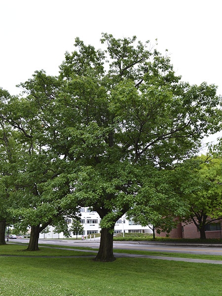 Red oak tree picture