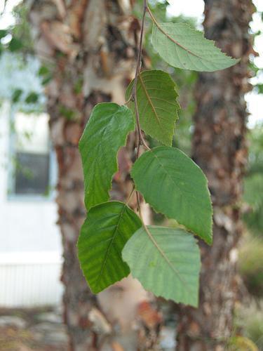 River birch leaves picture