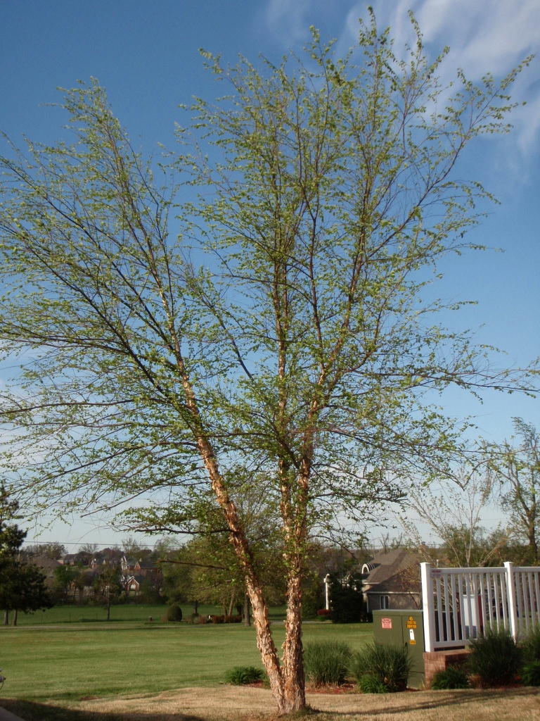 River birch tree picture