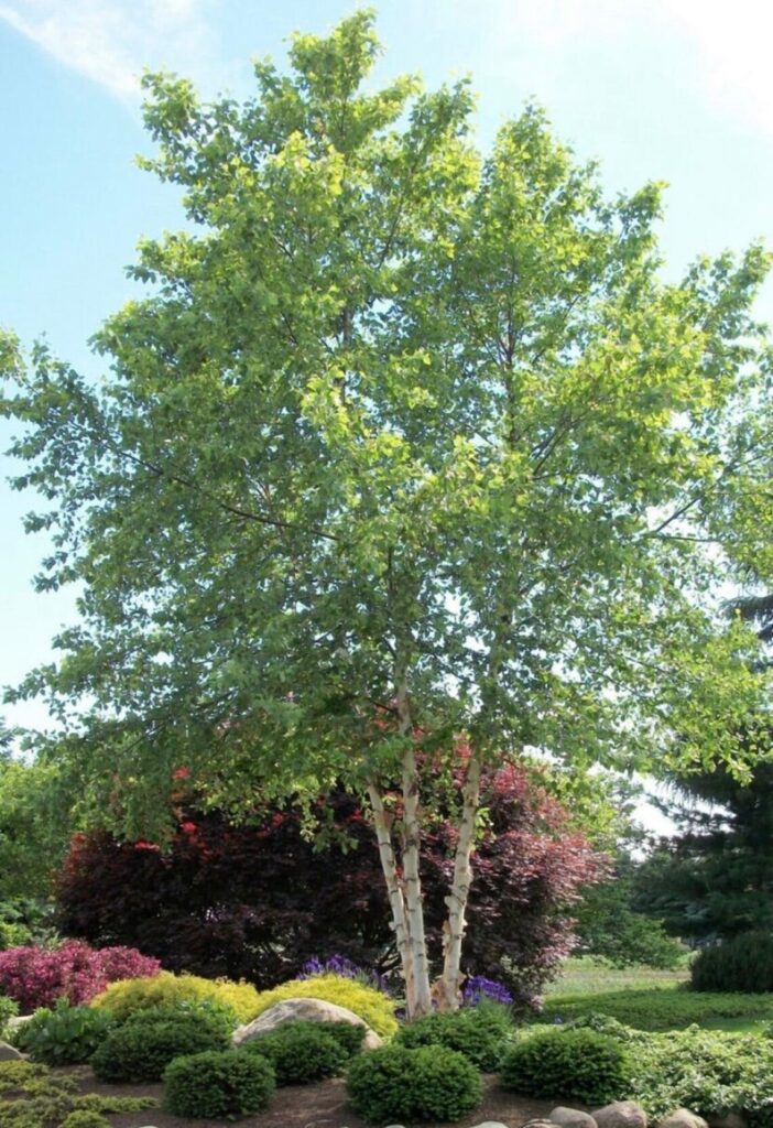 River birch tree picture