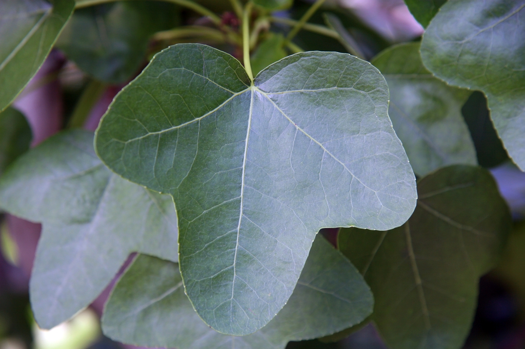 Rotundiloba sweetgum leaves picture
