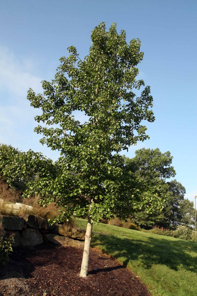 Rotundiloba sweetgum tree picture