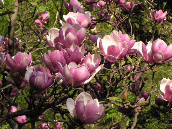 Saucer magnolia flower picture