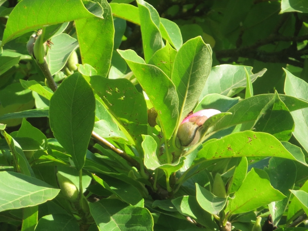 Saucer magnolia leaves picture