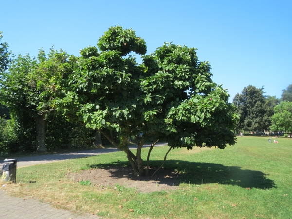 Saucer magnolia tree picture