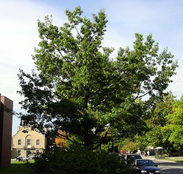 Scarlet oak tree picture