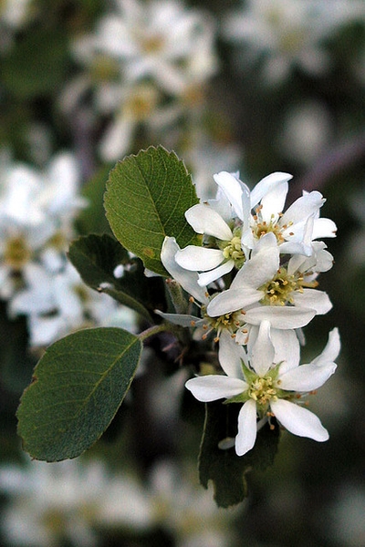Serviceberry leaves picture