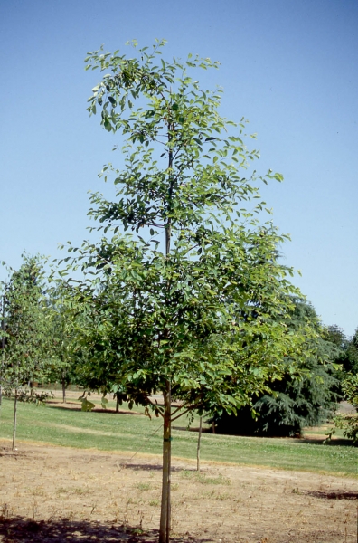 Serviceberry tree picture