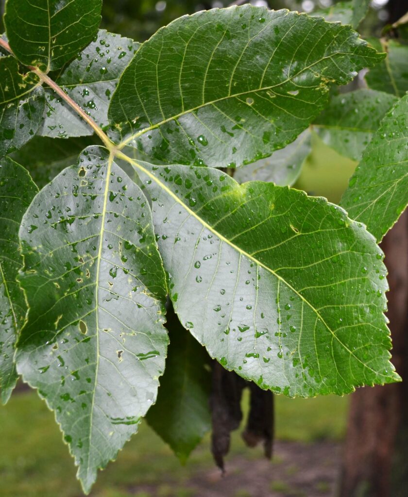 Shagbark Hickory leaves picture