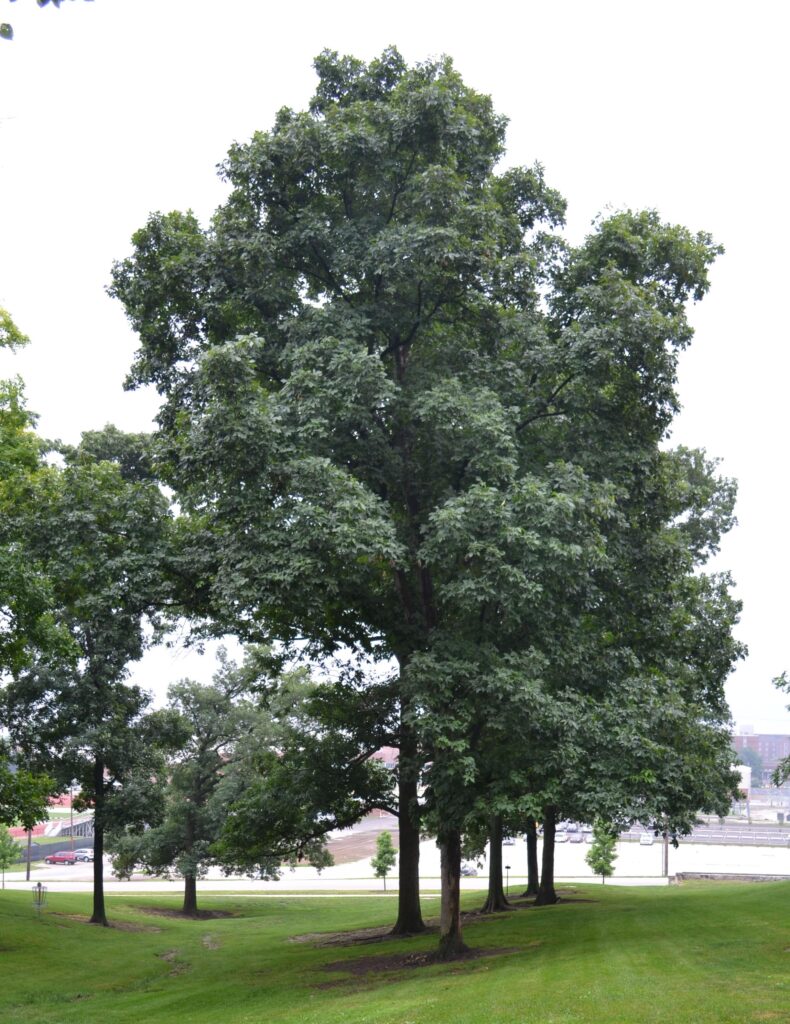 Shagbark Hickory tree picture