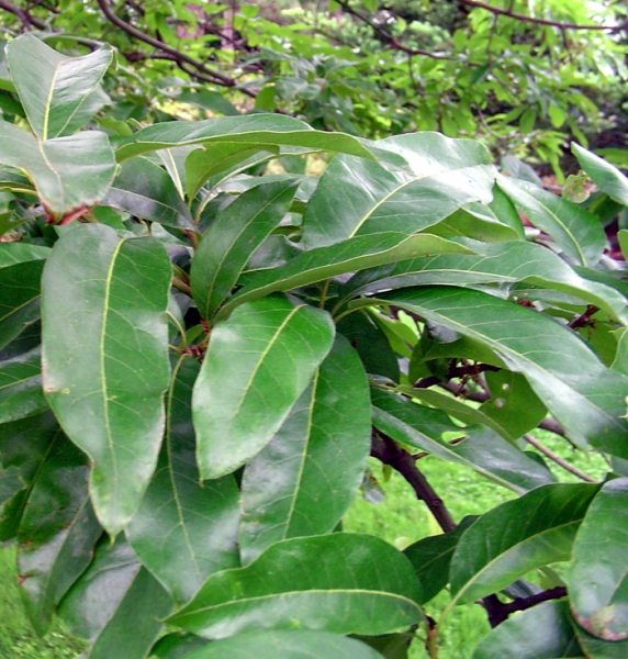 Shingle oak leaves picture