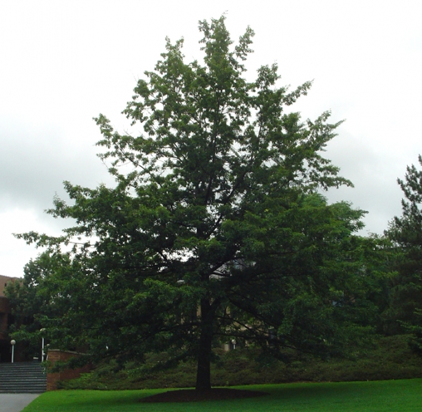 Shingle oak tree picture