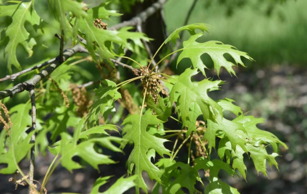 Shumard Oak leaves picture