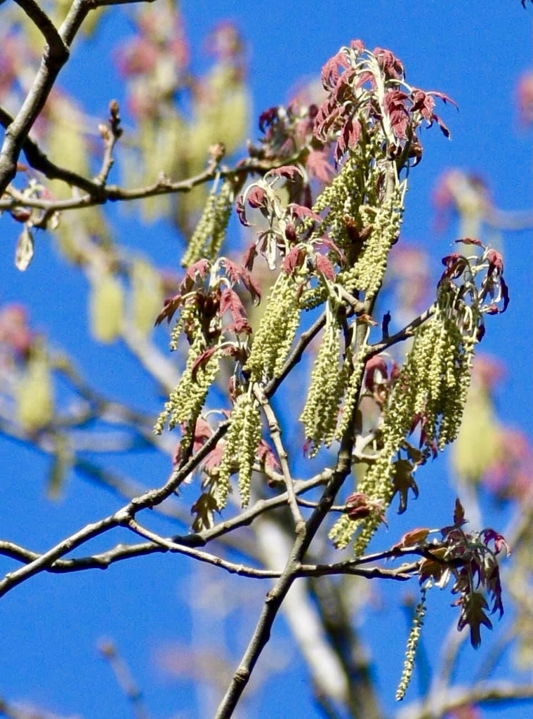 Shumard oak flower picture