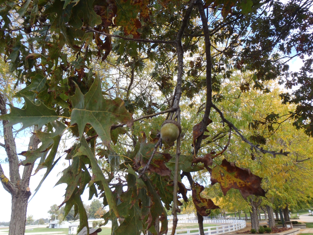 Shumard Oak fruit picture