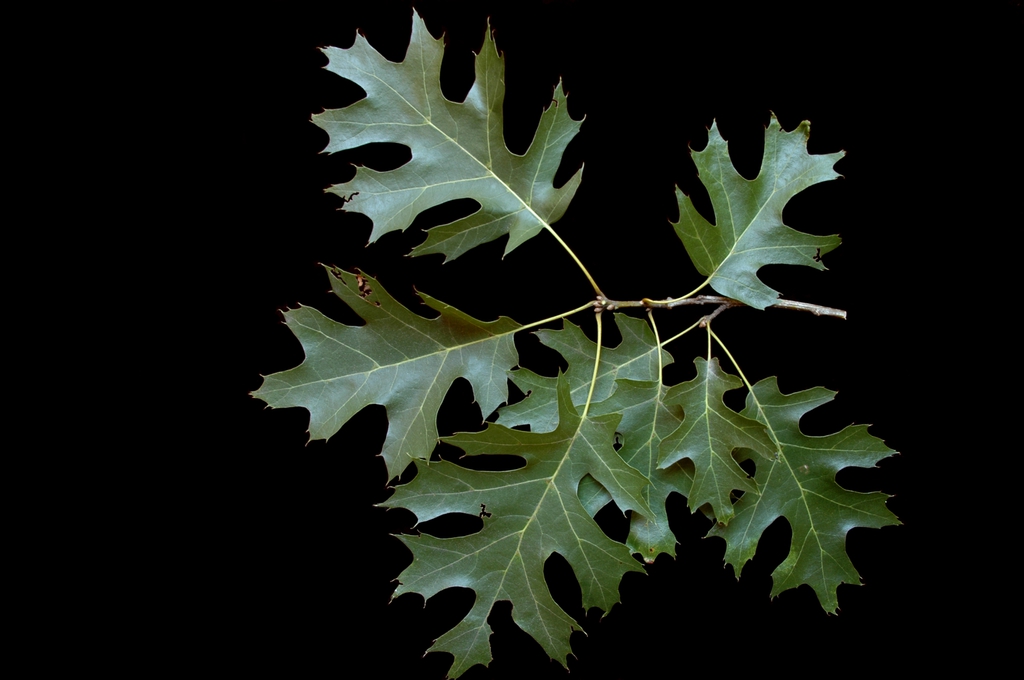 Shumard Oak leaves picture