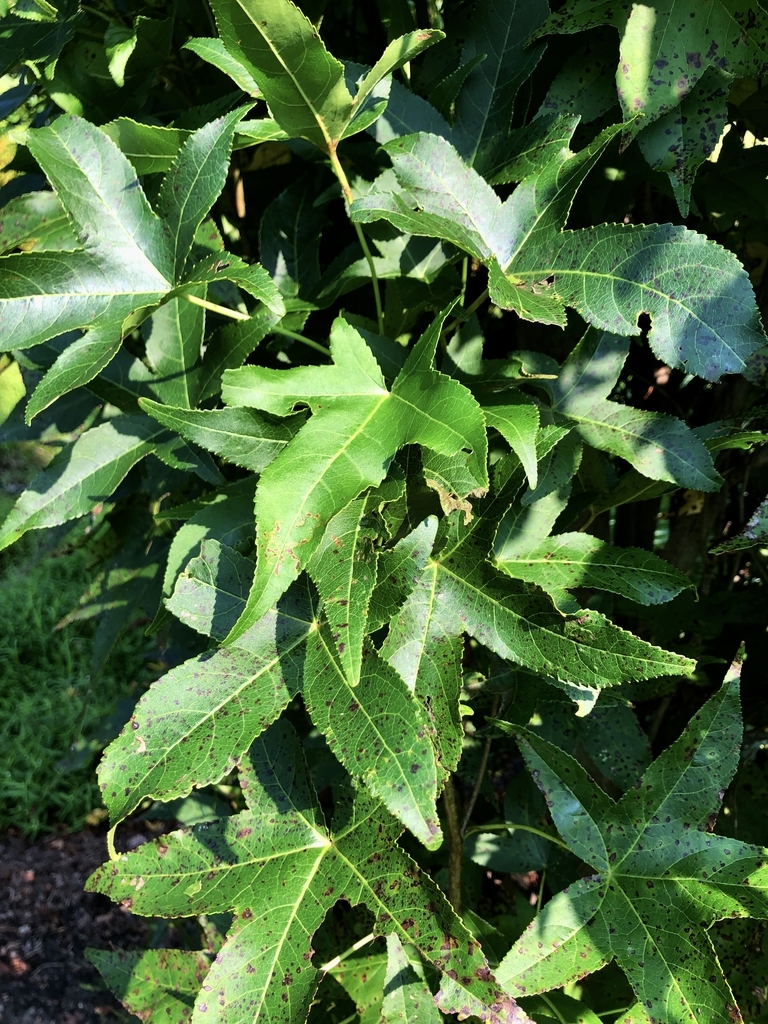 Slender silhouette sweetgum leaves picture