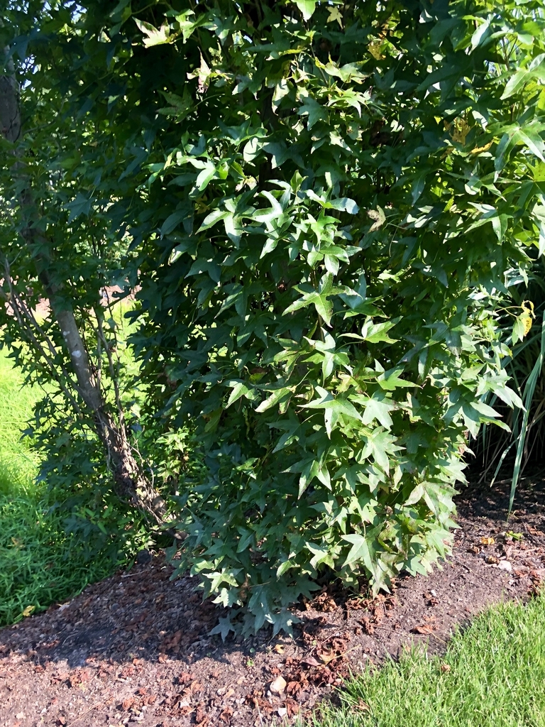 Slender silhouette sweetgum tree picture