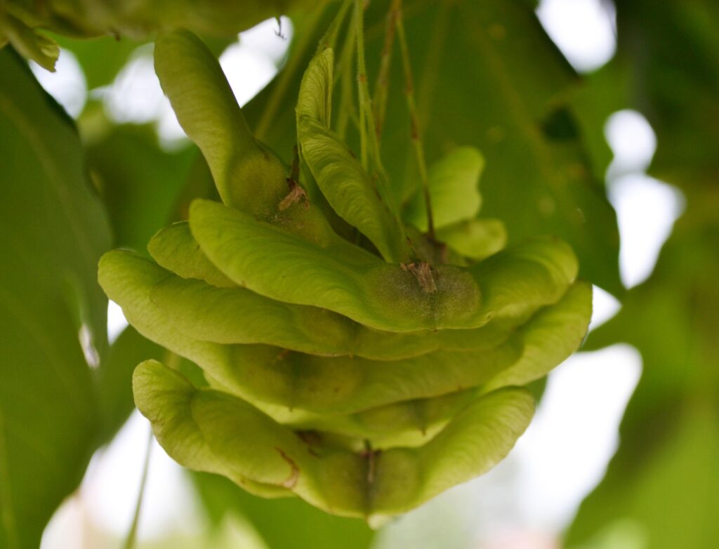 State Street Miyabe Maple fruit picture