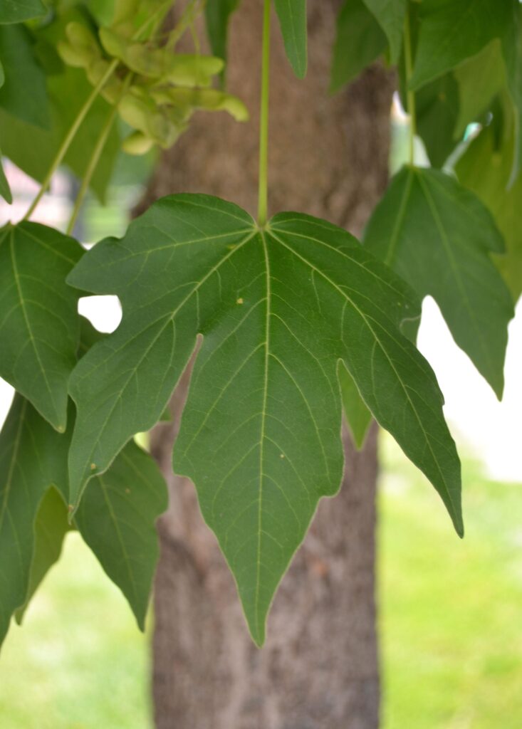 State Street Miyabe Maple leaves picture