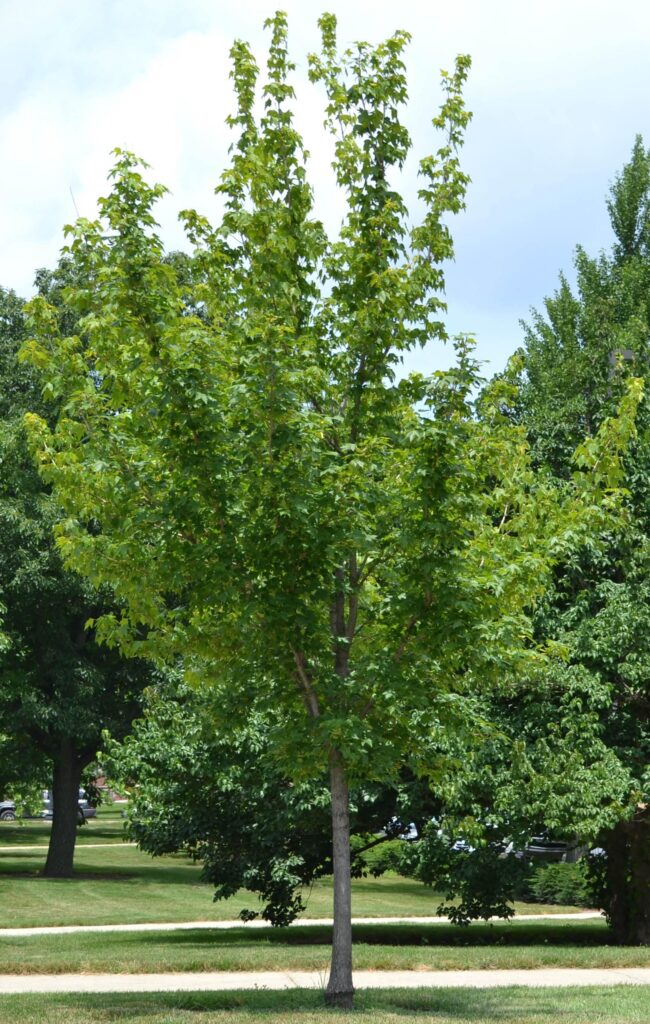 State Street Miyabe Maple tree picture