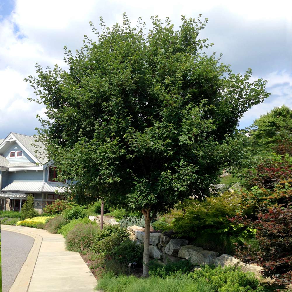 Sugar Maple tree picture