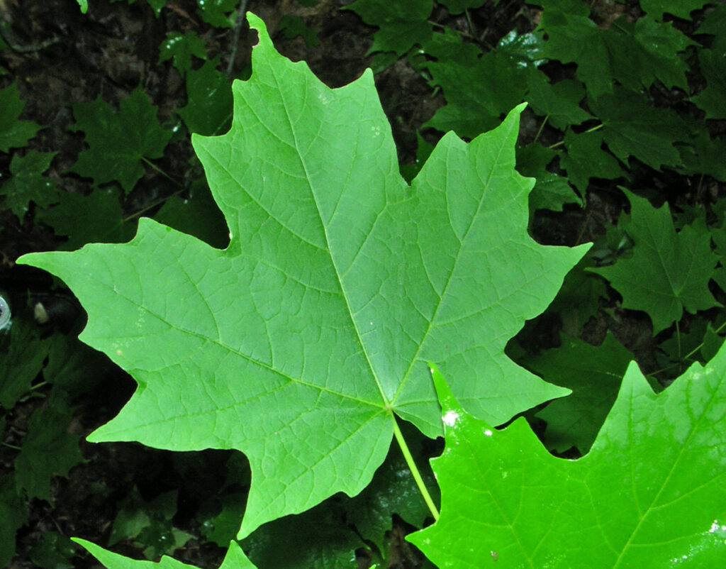 Sugar maple leaves picture