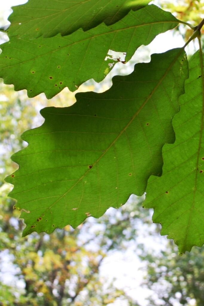 Swamp chestnut oak leaves picture