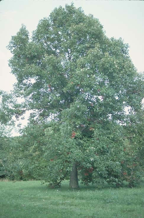 Swamp chestnut oak tree picture